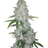 Girl Scout Cookies Auto - 420 FASTBUDS
